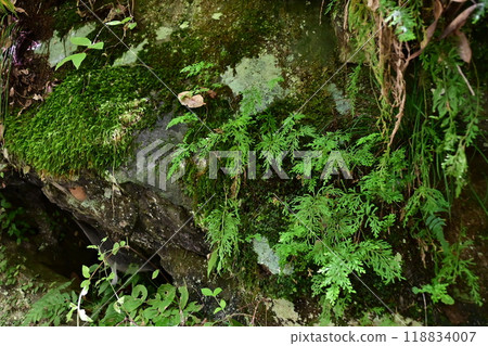 Mossy rocks in the valley 118834007