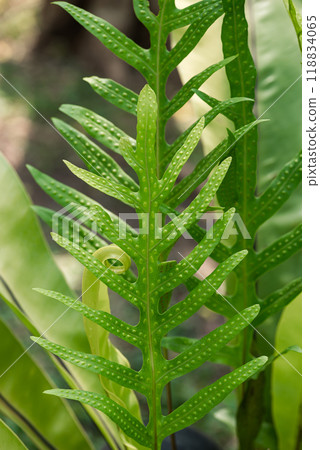 Green Pimple fern leaf plant in ornamental garden 118834065