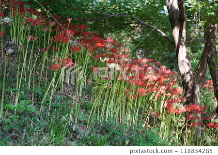 岐阜大智寺的紅蜘蛛百合 118834285