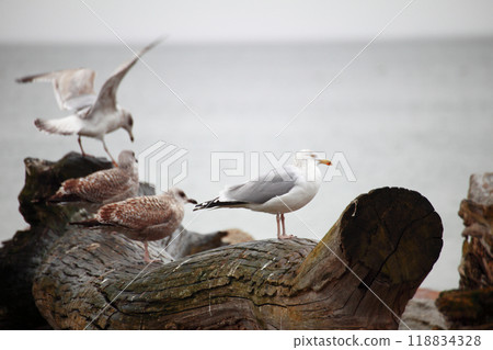 couple of seagulls sitting place couple of seagulls sitting place 118834328