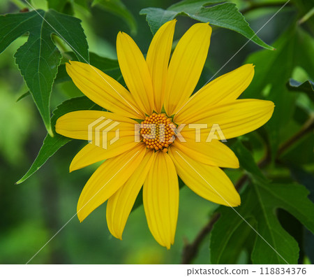 Yellow Tithonia diversifolia flower with green leaves as background 118834376