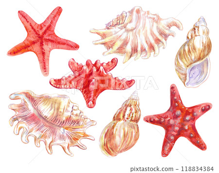 Shells and sea creatures set underwater world in watercolor hand drawn. Common Starfish, Asterlas Rubens, Scorpion Spider Conch, Lambis Scorpius, Murex Endivia, Chicoreus Chicoreum, Rosy Wolf 118834384