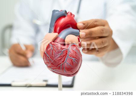 Cardiovascular disease CVD, Asian doctor holding human anatomy model for learn and treat heart disease. 118834398