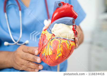 Cardiovascular disease CVD, Asian doctor holding human anatomy model for learn and treat heart disease. 118834416