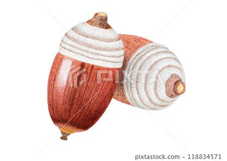 Acorn drawn with colored pencils 118834571