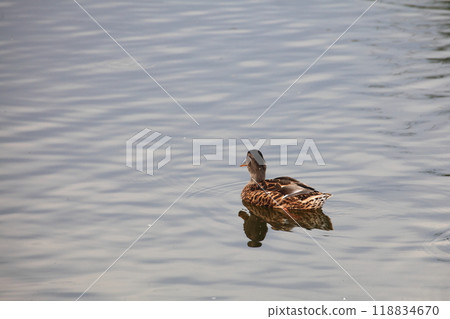 wild duck floating 118834670