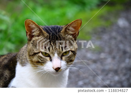 一隻貓盯著你 118834827