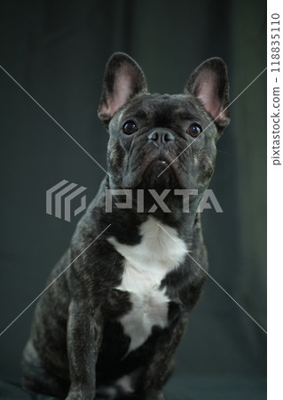 French bulldog French bulldog 118835110