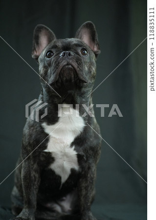 法國鬥牛犬 法國鬥牛犬 118835111