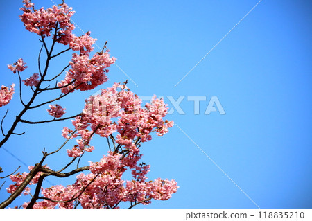 Sakura that shines in the blue sky 118835210