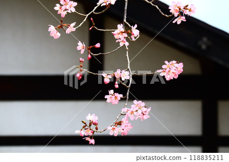 Scenery with cherry blossoms Scenery with cherry blossoms 118835211