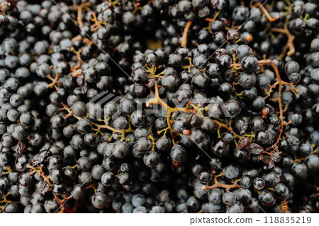 Close up of fresh blue grapes from vineyard. Close up of fresh blue grapes from vineyard. 118835219