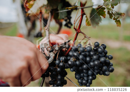 Close upf of hand holding gardening shears and picking grapes from grapevine. Manual grape harvesting in family-run vineyard. Close upf of hand holding gardening shears and picking grapes from grapevine. Manual grape harvesting in family-run vineyard. 118835226