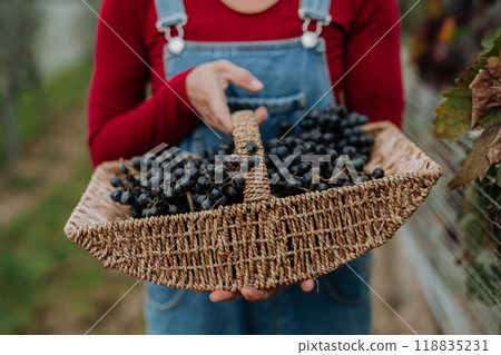 Close up on basket full of grapes. Manual grape harvesting in family-run vineyard. Close up on basket full of grapes. Manual grape harvesting in family-run vineyard. 118835231