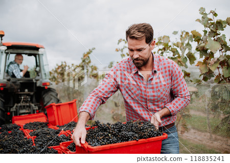 Male vineyard worker with harvest bins full of grapes. Manual grape harvesting in family-run vineyard. 118835241