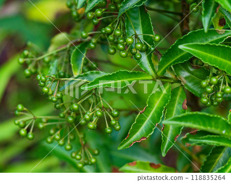 Young fruits of Primulaceae 118835264