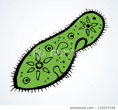Paramecium caudatum. Vector drawing icon Paramecium caudatum. Vector drawing icon 118835549