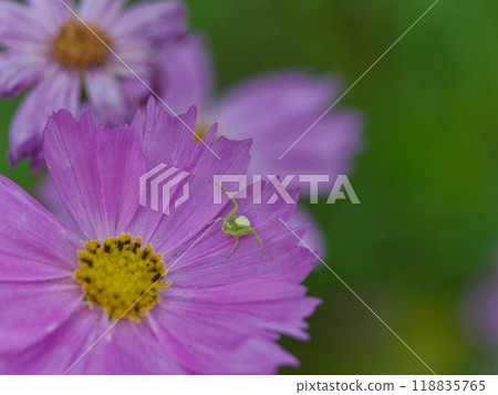 波斯菊和蟹蛛 波斯菊和蟹蛛 118835765