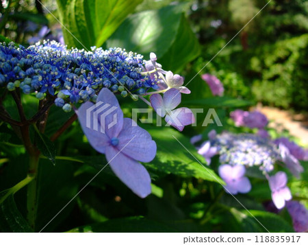 Blue hydrangea Blue hydrangea 118835917