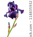 Iris flower isolated on background. 118835932