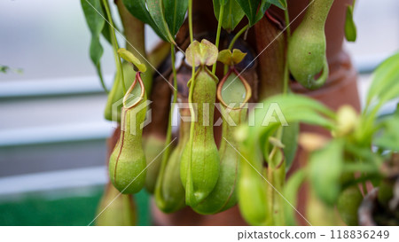 Carnivorous plant Carnivorous plant 118836249