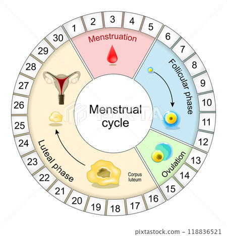 Menstrual cycle diagram Menstrual cycle diagram 118836521