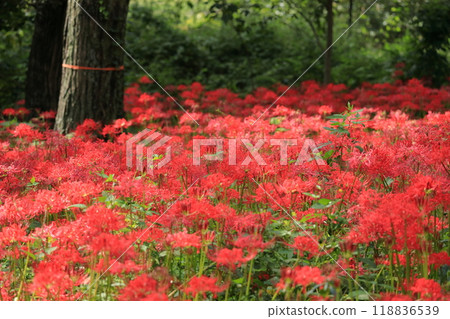 東京都野川公園自然觀察園的紅蜘蛛百合 118836539