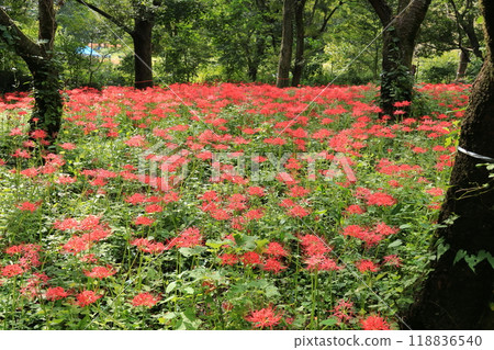東京都野川公園自然觀察園的紅蜘蛛百合 118836540
