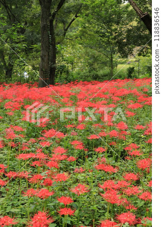 東京都野川公園自然觀察園的紅蜘蛛百合 東京都野川公園自然觀察園的紅蜘蛛百合 118836546