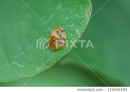 Yotsu Monkey Beetle 118836589