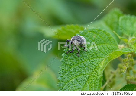  Bullfrog bean weevil 118836590