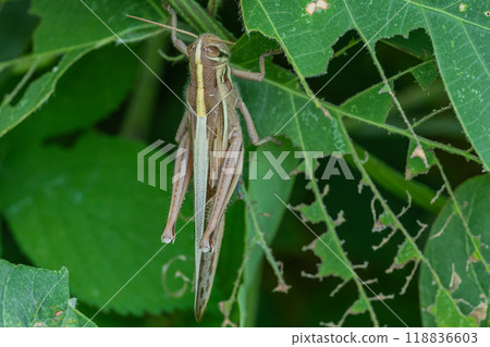 巴坦加粳稻 巴坦加粳稻 118836603