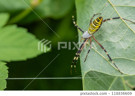 Argiope spider Argiope spider 118836609