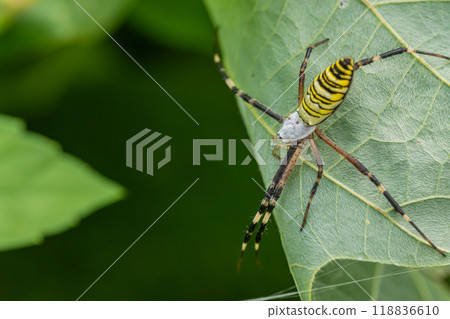 Argiope spider Argiope spider 118836610