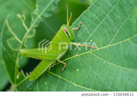 Tsutsunago幼蟲 118836612