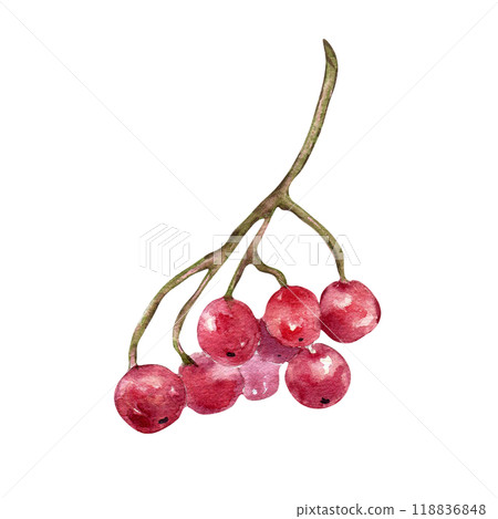 Watercolor illustration of red viburnum berries on branch isolated on white. Bunch of guelder rose berries in botanical sketch hand painted. Snowball tree berries hand drawn for package, autumn theme. 118836848