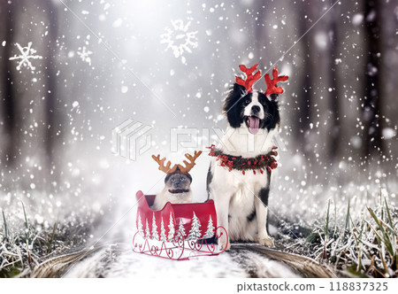 young Yakutian Laika and siamese cat 118837325