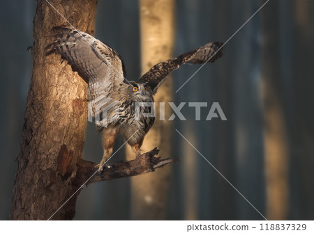 Eurasian eagle-owl in nature Eurasian eagle-owl in nature 118837329