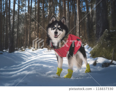 Pomsky in studio Pomsky in studio 118837330