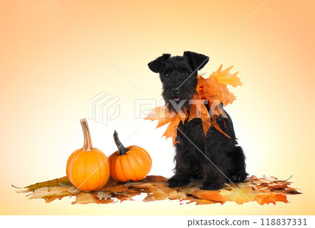 miniature schnauzer and halloween miniature schnauzer and halloween 118837331