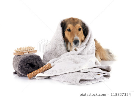 Shetland Sheepdog and wellbeing in studio Shetland Sheepdog and wellbeing in studio 118837334