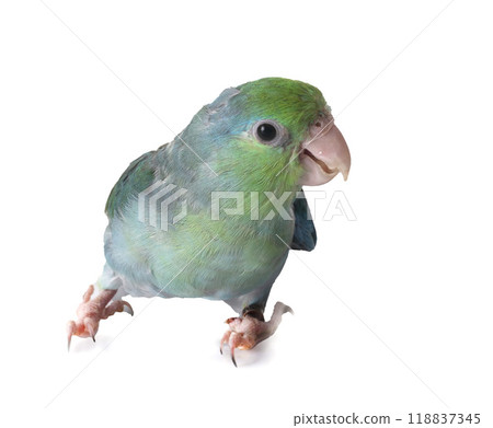 Pacific parrotlet in studio Pacific parrotlet in studio 118837345