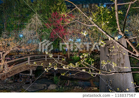 文京梅花節 118837567