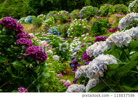 刈屋橋繡球園風景（鹿屋市） 118837586