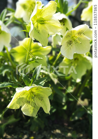 三月春天花園裡盛開的黃綠色聖誕玫瑰花 三月春天花園裡盛開的黃綠色聖誕玫瑰花 118837865