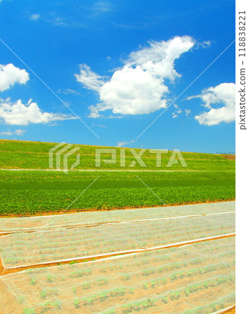 Early summer edamame fields and Edogawa river bank scenery 118838221
