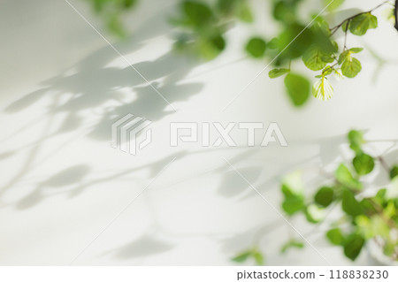 內政部與室內植物 內政部與室內植物 118838230