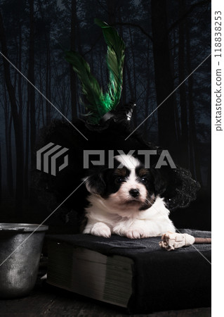 Small dog is wearing a witch hat and sitting on a book. Halloween concept Small dog is wearing a witch hat and sitting on a book. Halloween concept 118838253