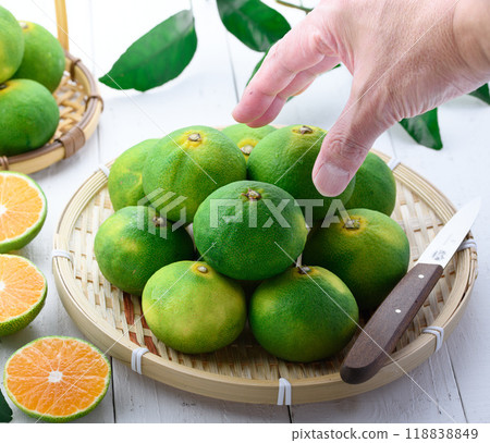 秋味早蜜柑薩摩蜜柑(早蜜柑白底) 秋味早蜜柑薩摩蜜柑(早蜜柑白底) 118838849