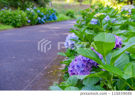 Hydrangeas in Chirping Forest (Aira City) Hydrangeas in Chirping Forest (Aira City) 118839086